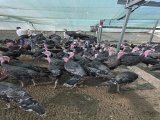 Toptan Mardin’de Satılık Amerikan Bronz Hindi – 4 Aylık Erkek & Dişi | Mert Hindicilik